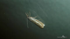 Crambus lathoniellus