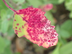 Norvellina chenopodii