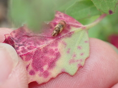 Norvellina chenopodii
