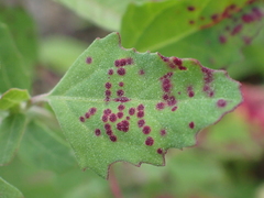 Norvellina chenopodii