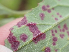 Norvellina chenopodii