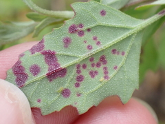 Norvellina chenopodii