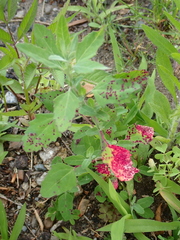 Norvellina chenopodii