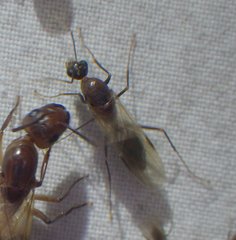 Camponotus zonatus