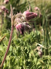 Geum triflorum