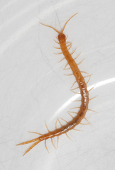 Cryptops anomalans