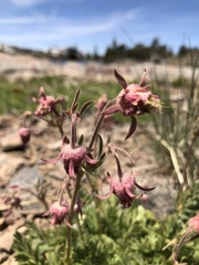 Geum triflorum
