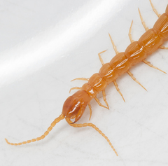 Cryptops anomalans