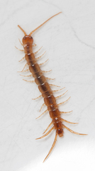 Lithobius melanops