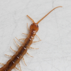 Lithobius melanops