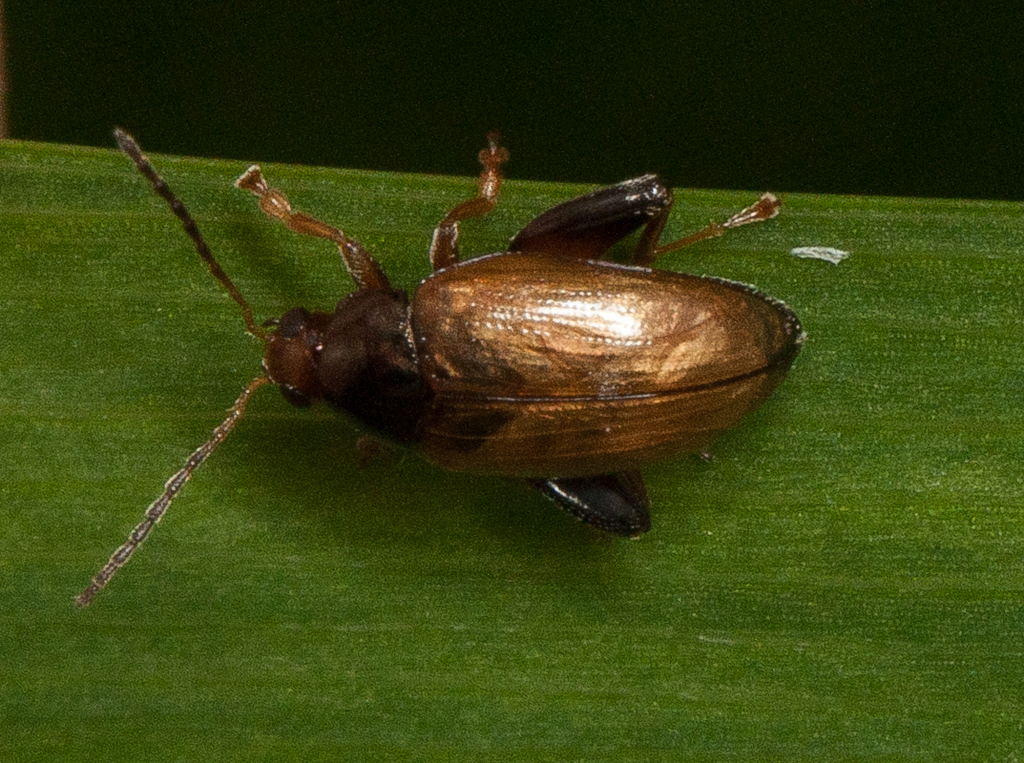 Cabbage-stem flea beetle