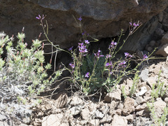 Boechera breweri