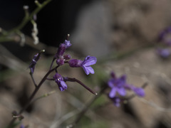 Boechera breweri