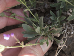 Boechera breweri