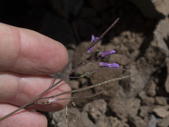 Boechera breweri