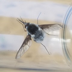 Bombylius incanus