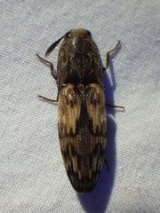 Pherhimius fascicularis