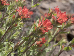 Castilleja applegatei pinetorum