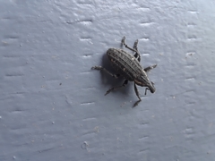 Lepyrus oregonus