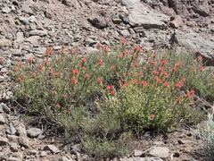 Castilleja applegatei pinetorum