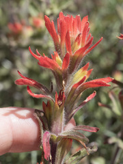 Castilleja applegatei pinetorum