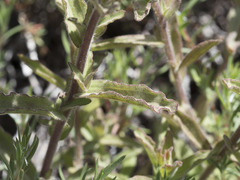 Castilleja applegatei pinetorum