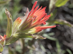 Castilleja applegatei pinetorum