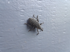 Lepyrus oregonus