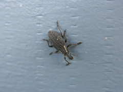Lepyrus oregonus