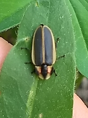 Pyractomena angulata