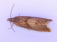 Dichrorampha acuminatana