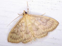 Crocidophora serratissimalis