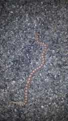 Phyllorhynchus decurtatus