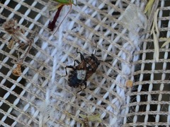 Phlegyas abbreviatus