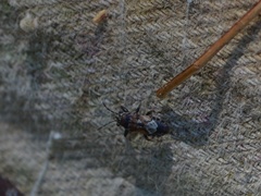 Phlegyas abbreviatus