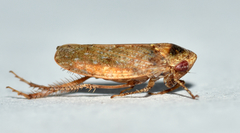 Paraphlepsius continuus
