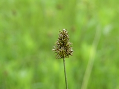 Carex hoodii