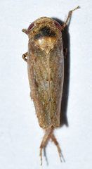 Paraphlepsius continuus