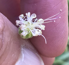 Silene lemmonii