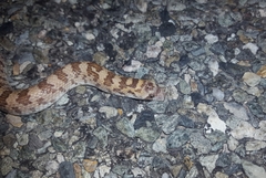 Phyllorhynchus decurtatus