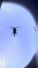 Graphisurus fasciatus