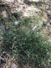 Silene lemmonii