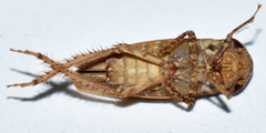 Paraphlepsius continuus