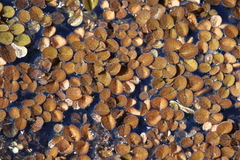 Water Spangles (Salvinia minima)