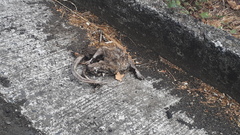 Didelphis marsupialis