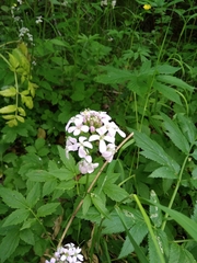 Cardamine macrophylla
