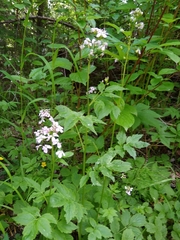 Cardamine macrophylla