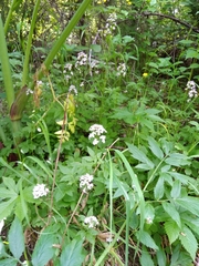 Cardamine macrophylla