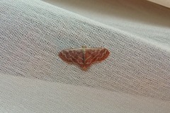 Lophophleps phoenicoptera