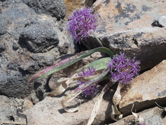 Allium platycaule
